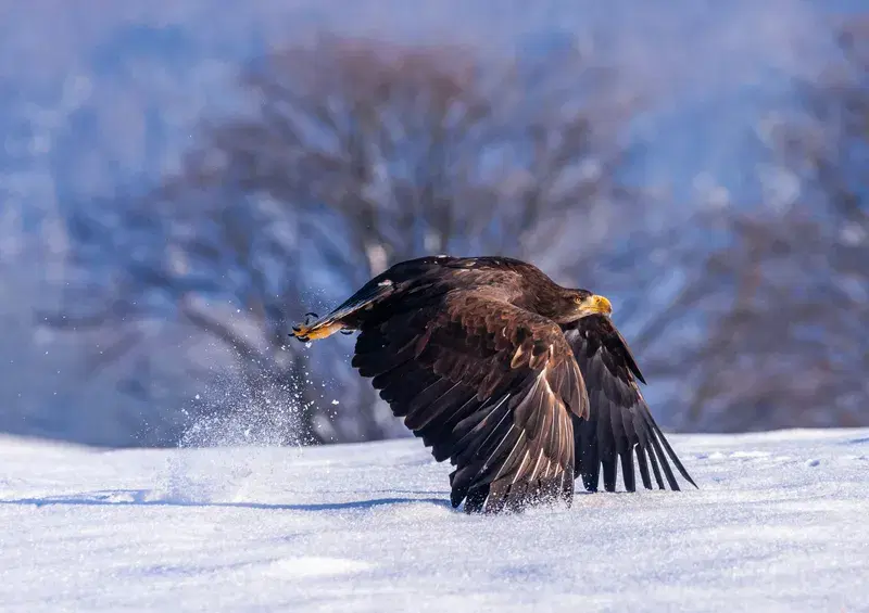 Cover Image for Essential Gear for Birdwatching in Winter Landscapes