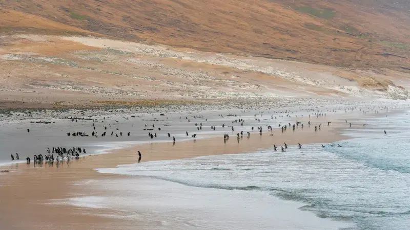 Cover Image for Essential Gear for a Day at the Beach