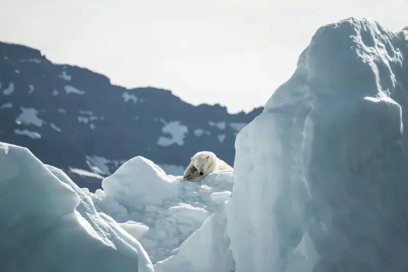 Cover Image for Essential Gear for Arctic Adventures: Exploring Polar Bear Habitats