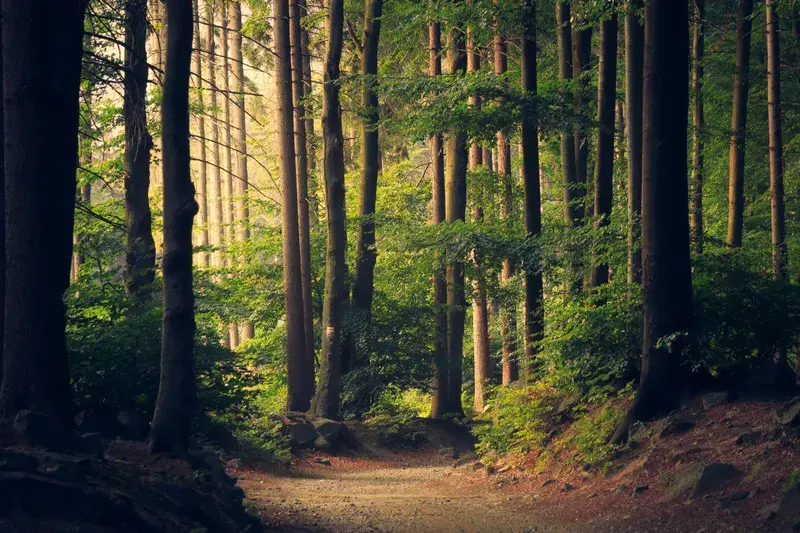 Cover Image for Essential Gear for Exploring Beautiful Woodland Paths