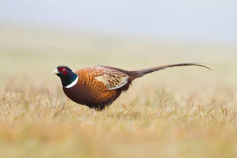 Cover Image for Essential Gear for Birdwatching Adventures