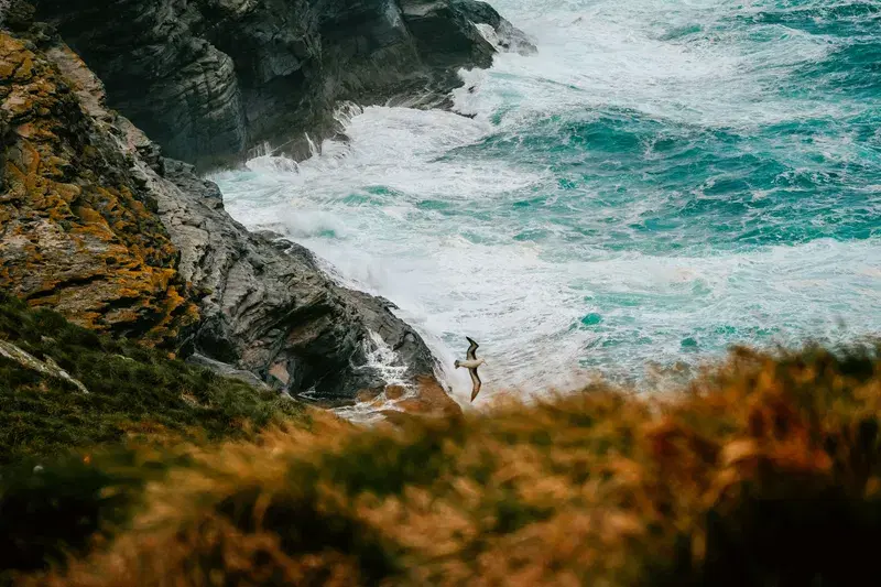 Cover Image for Essential Gear for Birdwatching Adventures