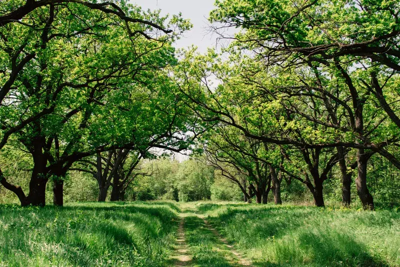 Cover Image for Essential Gear for Exploring Countryside Trails