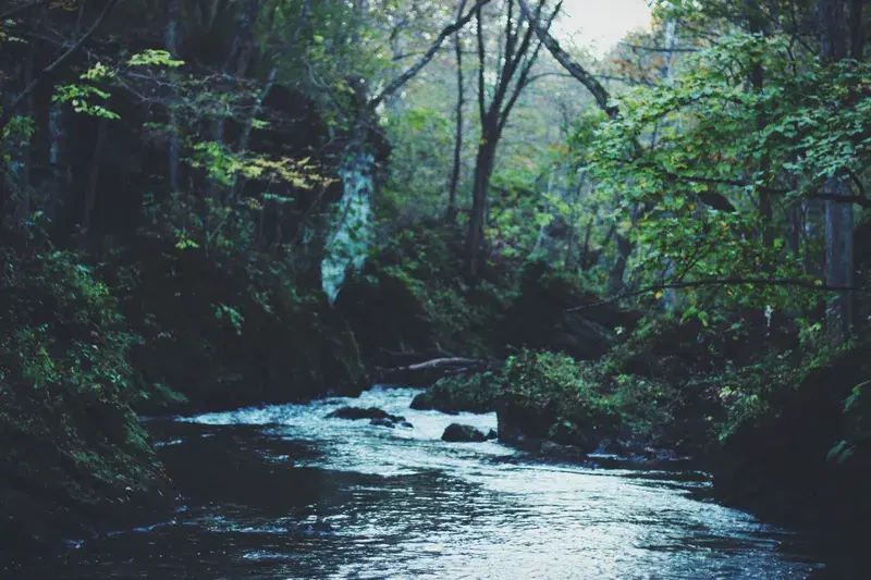 Cover Image for Essential Gear for Exploring Creeks and Forests