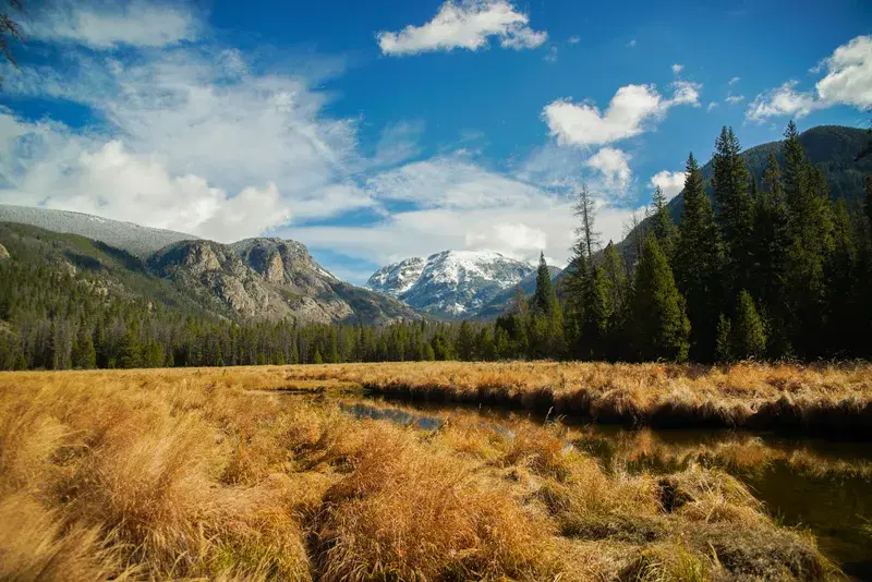 Cover Image for Essential Gear for Exploring Mountain Meadows