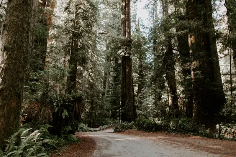 Cover Image for Essential Gear for Exploring Nature Trails