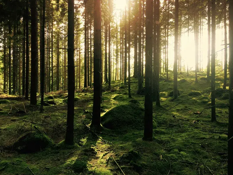 Cover Image for Essential Gear for Exploring Pine Forest Trails