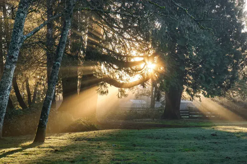 Cover Image for Essential Gear for Nature Walks in Sunlit Environments