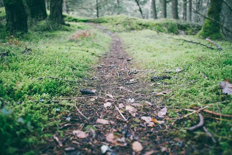 Cover Image for Essential Gear for Hiking Forest Trails: What You Need