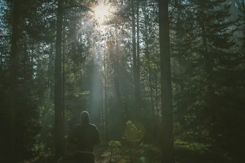 Cover Image for Essential Gear for Hiking in the Woods