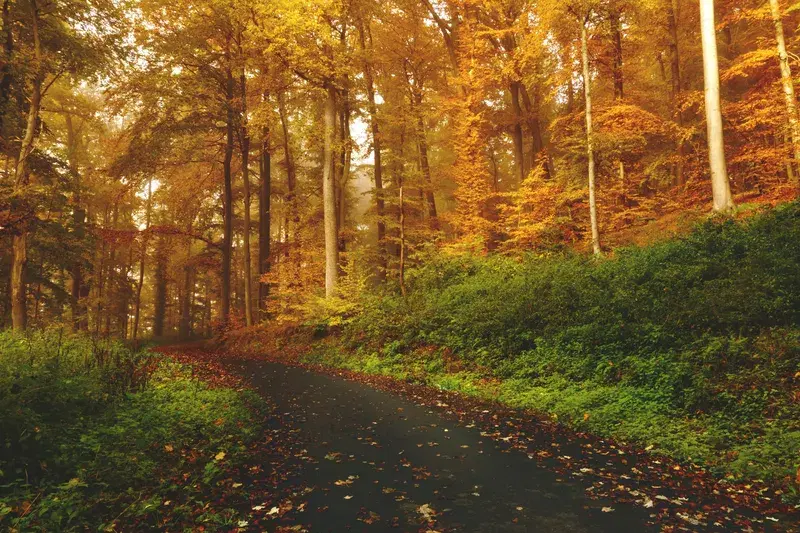 Cover Image for Essential Gear for Your Next Nature Walk