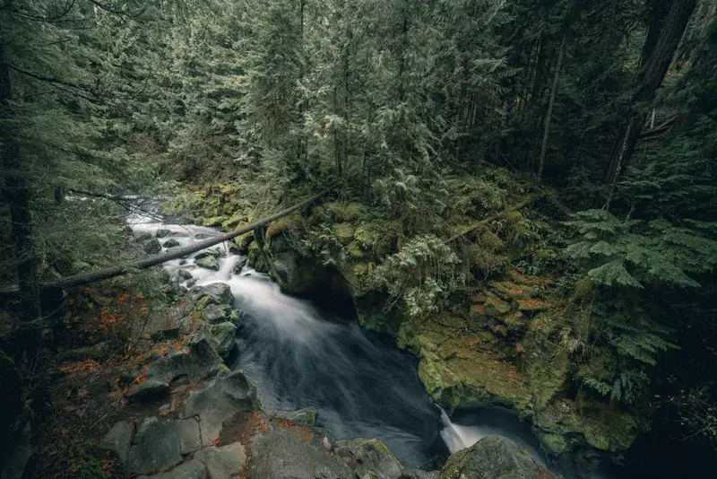 Cover Image for Essential Gear for Exploring Springtime Forests