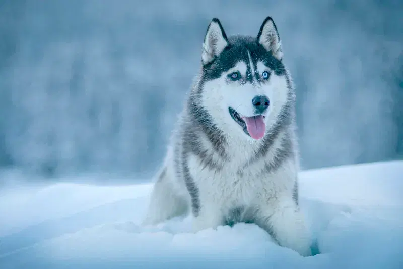 Cover Image for Essential Gear for Walking Your Dog in Snowy Conditions