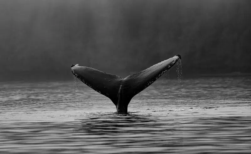 Cover Image for Essential Gear for Whale Watching Adventures