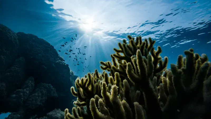 Cover Image for Exploring Chuck Lagoon: A Diver's Guide to the WWII Shipwrecks