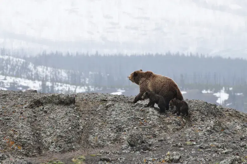 Cover Image for Exploring Yellowstone: Gear Essentials for Wildlife Watching