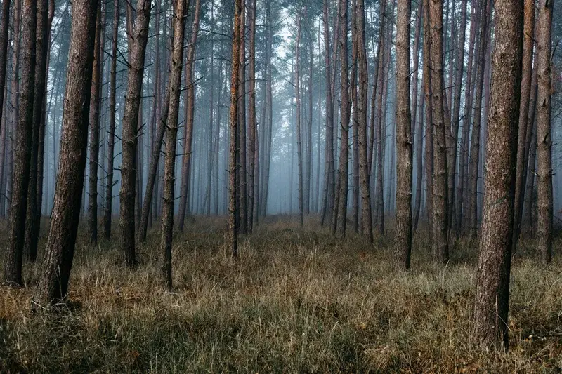 Cover Image for Essential Gear for Exploring Foggy Wilderness: Stay Safe and Inspired