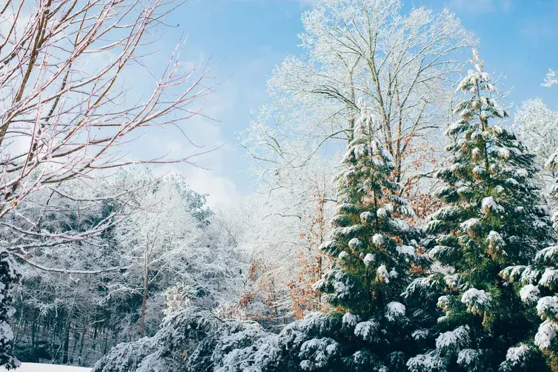 Cover Image for Essential Gear for Exploring Snowy Trails: Stay Warm and Safe