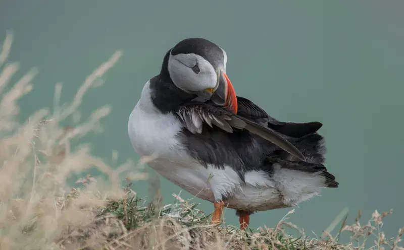 Cover Image for Essential Gear for Puffin Watching Adventures in Iceland