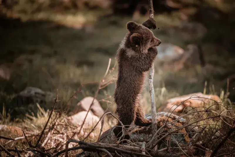 Cover Image for Essential Gear for Wildlife Enthusiasts