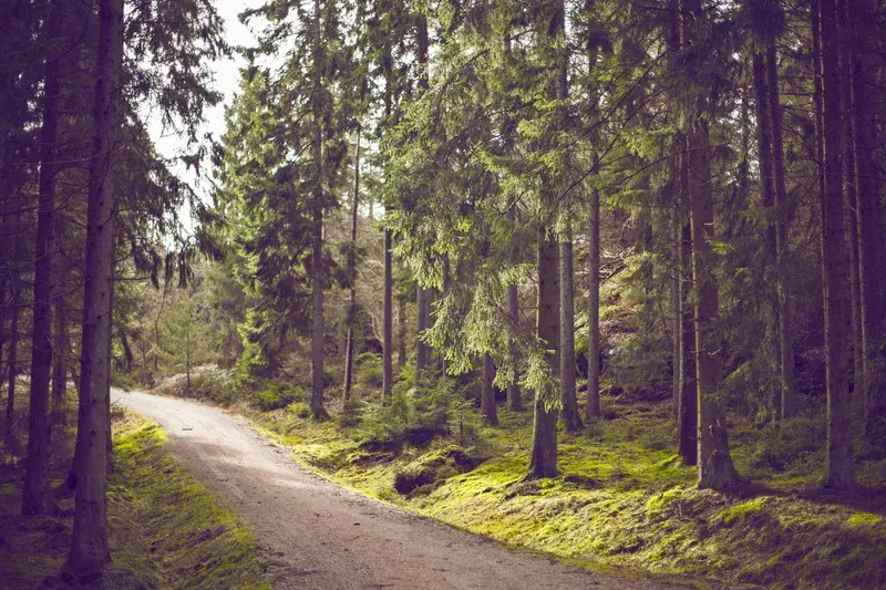 Cover Image for Essential Gear for Exploring Woodland Trails