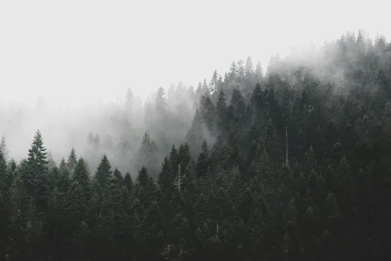 Cover Image for Gear Up for Adventure: Exploring Foggy Forest Trails