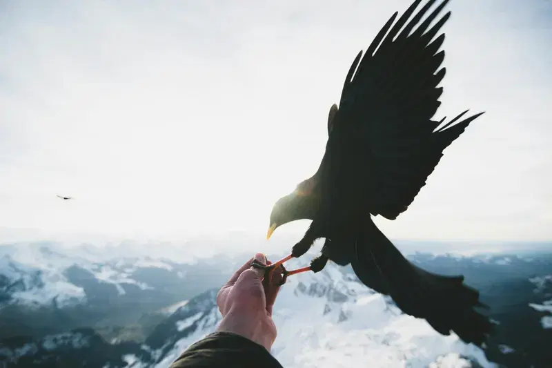 Cover Image for The Joys of Outdoor Adventures: Connecting with Nature