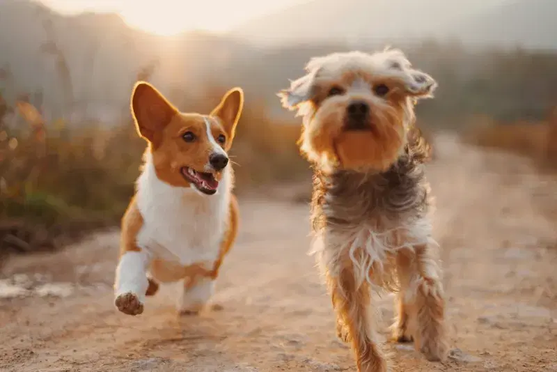 Cover Image for Essential Gear for Outdoor Adventures with Your Dogs