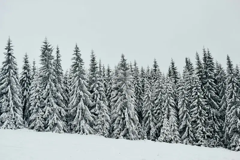 Cover Image for Essentials for Exploring Snowy Landscapes: Gear Recommendations