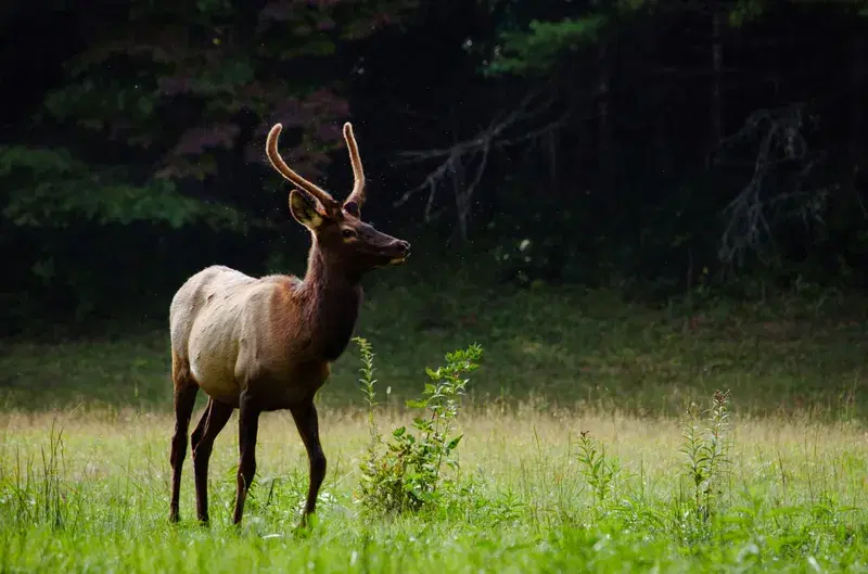 Cover Image for Essential Gear for Wildlife Photography: Capturing Nature's Beauty